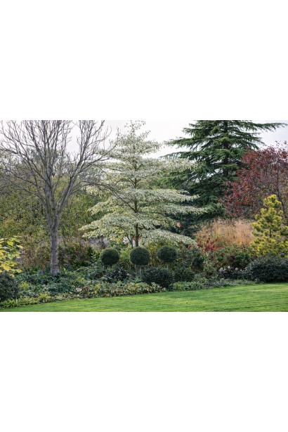 Дерен спірний Варієгата використання